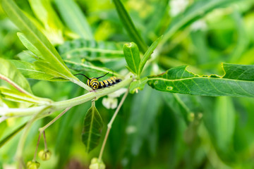 Monarch Butterfly (Danaus plexippus) Caterpillar, Milkweed Butterfly (subfamily Danainae) Eating Milkweed Plant in a Big Garden in Medellín, Colombia