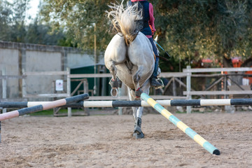 Back side of Girl riding a white horse jumping a guided obstacle during equestrian school training