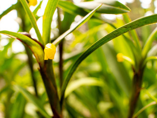 Maxilliaria Alticola Orchid, Yellow Flower with large Leaves in a Green Garden in Medellin, Colombia