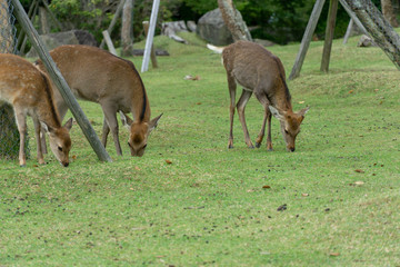 Deers in Nara in Japan