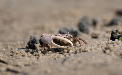 Atlantic Sand Fiddler