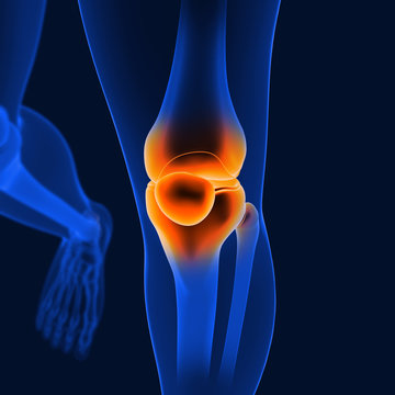 3D Illustration Knee painful human skeleton medical concept front angle
