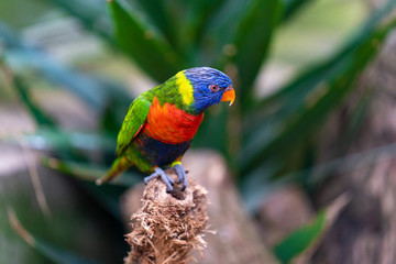 rainbow lorikeet in a tree