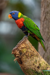 rainbow lorikeet in a tree