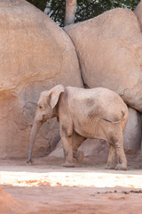 Valencia, Spain,3,6,2014: African elephant in bioparc Valencia