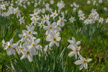 Wild Daffodils Field. Touch Of Spring.