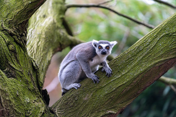ring tailed lemur
