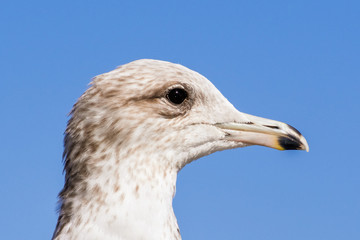 Close up of Ring-billed Gull (Larus delawarensis) head; San Francisco Bay Area, California