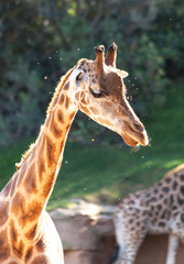 Valencia, Spain,3,6,2014: African Giraffes at the Bioparc in Valencia