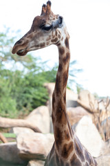 Valencia, Spain,3,6,2014: African Giraffes at the Bioparc in Valencia