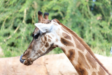 Valencia, Spain,3,6,2014: African Giraffes at the Bioparc in Valencia