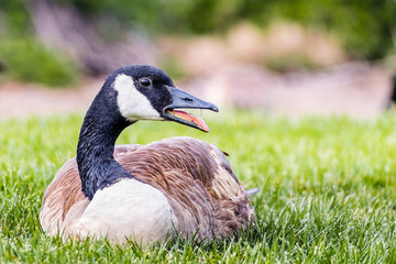 Close up of a Canada goose (Branta canadensis) sitting on a park meadow, California