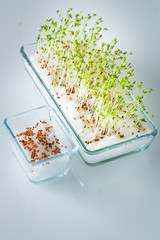 fresh cress grown at home.  Healthy food without pesticides and fertilizers