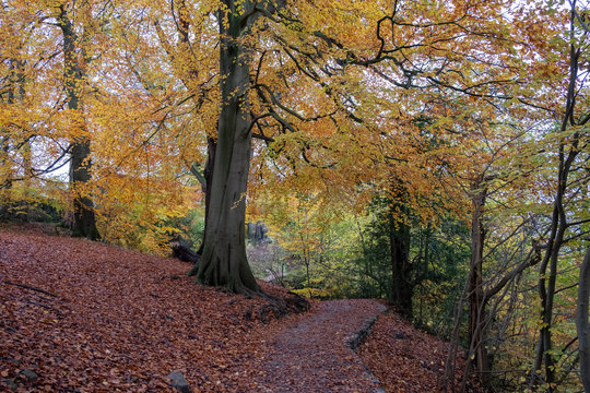 autumn tree colours in English countryside landscapes