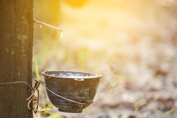 Tapped Rubber Tree with Plastic Bowl in rubber plantation with sunlight.