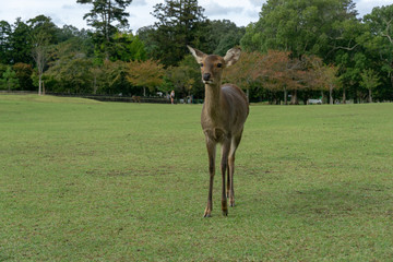 Obraz na płótnie Canvas Deers in Nara in Japan