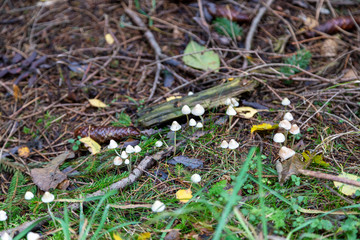 Mycena epipterygia - Stretchy helmet in the forest of Schoeneck in the Saxonian Vogtland in autumn.