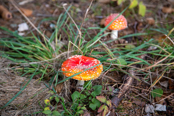 Toadstool in the forest between Laub and Moss in Schoeneck in the Vogtland in Saxony.