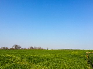 Fototapeta premium Green field and blue sky