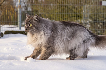 Türkische Angora Katze mit grauem Langhaarfell und grünen Augen im Schnee im Winter im Garten