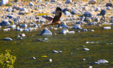 kite on a hunt mission
