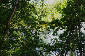 leaves on the tree texture with lake in the foreground