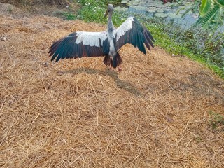 heron bird sore legs stand still side the bank pond