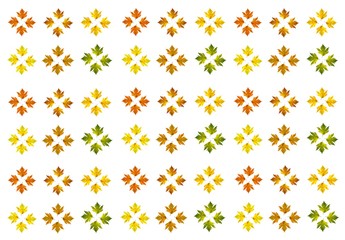 Different color maple leaves on white background. Autumn maple leaf copies. Creative fall season pattern.