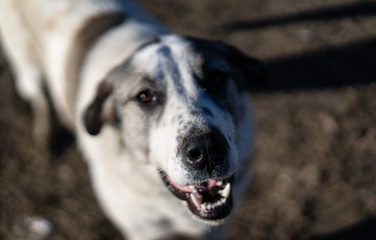 White dog teeth and black nose