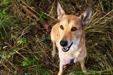 Happy adorable dog sitting on grass in autumn
