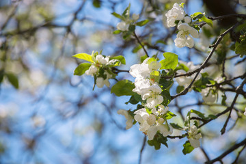 White flowers on branches against a blue sky