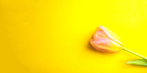 One pink tulip on the yellow background.