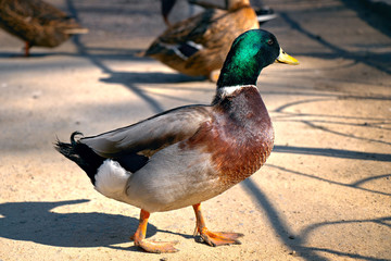 Beautiful duck green head and brightly brown chest
