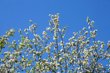 White flowers on branches against a blue sky