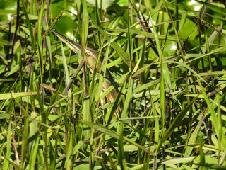 Hidden American bittern in Silver Springs park, Florida