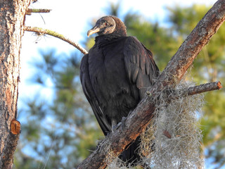 Black vulture perched on a branch in Orlando Wetlands, Florida
