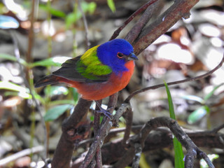 Male painted bunting at the Merritt Island National Wildlife Refuge, Florida
