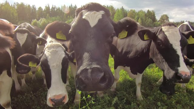 Cattle cow grazing in field. Dairy cattle grazing. Farm cattle grazing in pasture