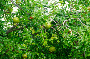 Pomegranate tree branch with pomegranate fruits on a blue sky background, close-up