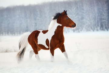 Horse pony snow