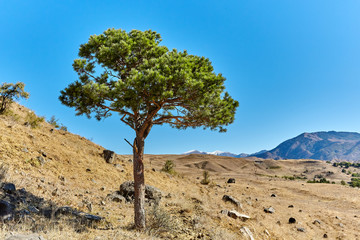 Fototapeta na wymiar rugged terrain and sunny day with tree