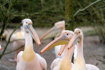 group of pelicans 