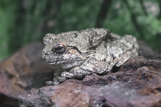 Close up of gray tree frog standing on rock