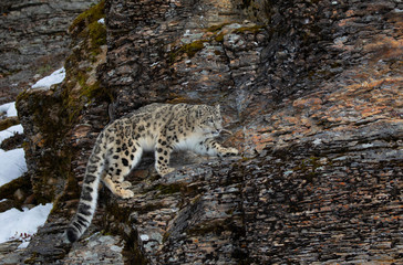 Fototapeta premium Snow leopard (Panthera uncia) walking on a rocky cliff in winter 
