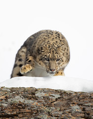 Snow leopard (Panthera uncia) running through the snow in winter