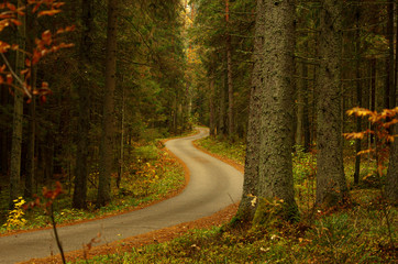 Obraz premium The asphalt road in the forest in autumn