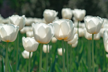 Spring blooming tulips White flower tulips flowering in tulips field.