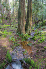 Cypress Falls to White Lake, サイプレス