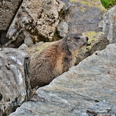 Marmot