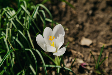 Bright white crocus flower grow in the garden